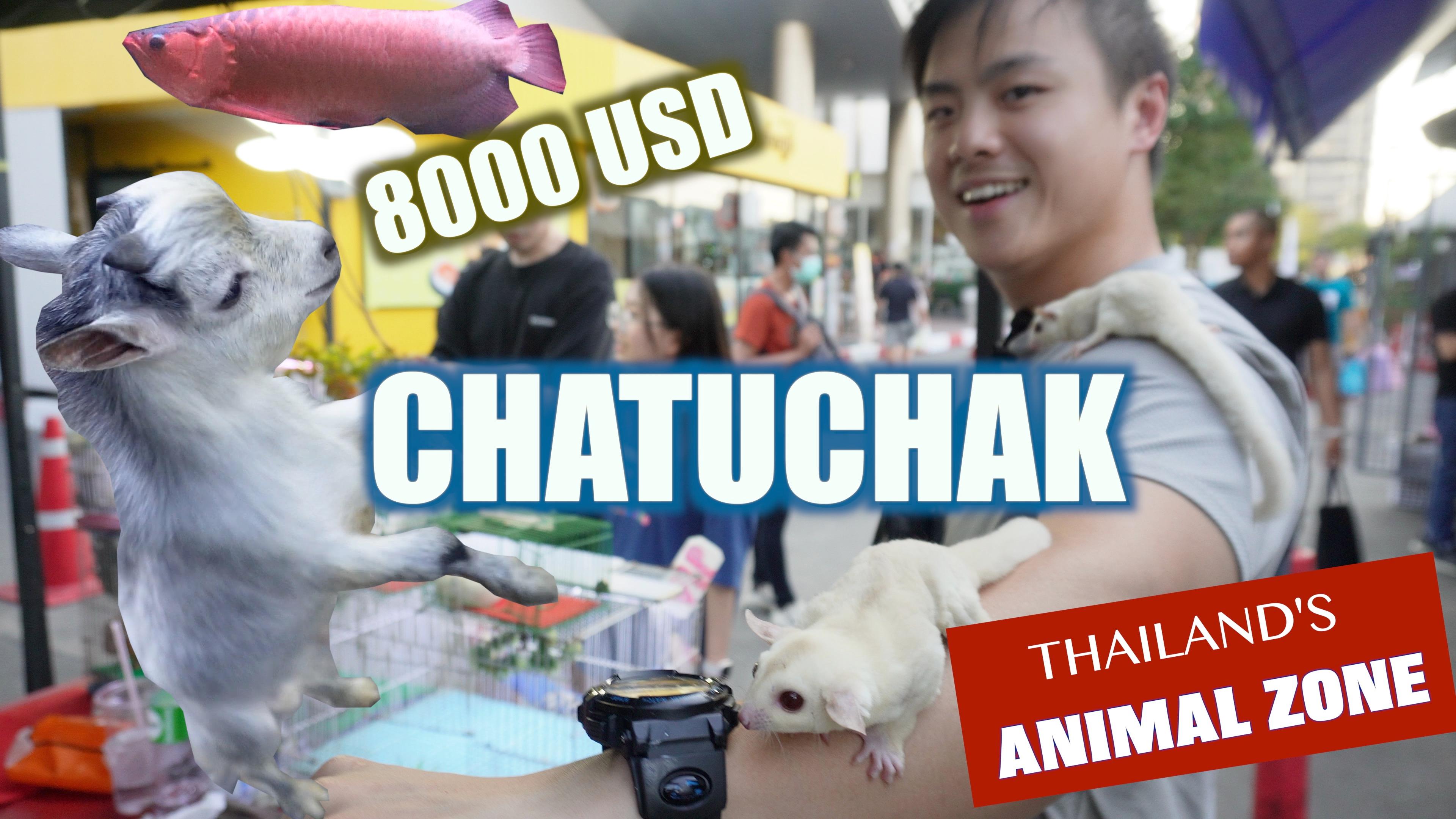 Thailand Vlog - Chatuchak